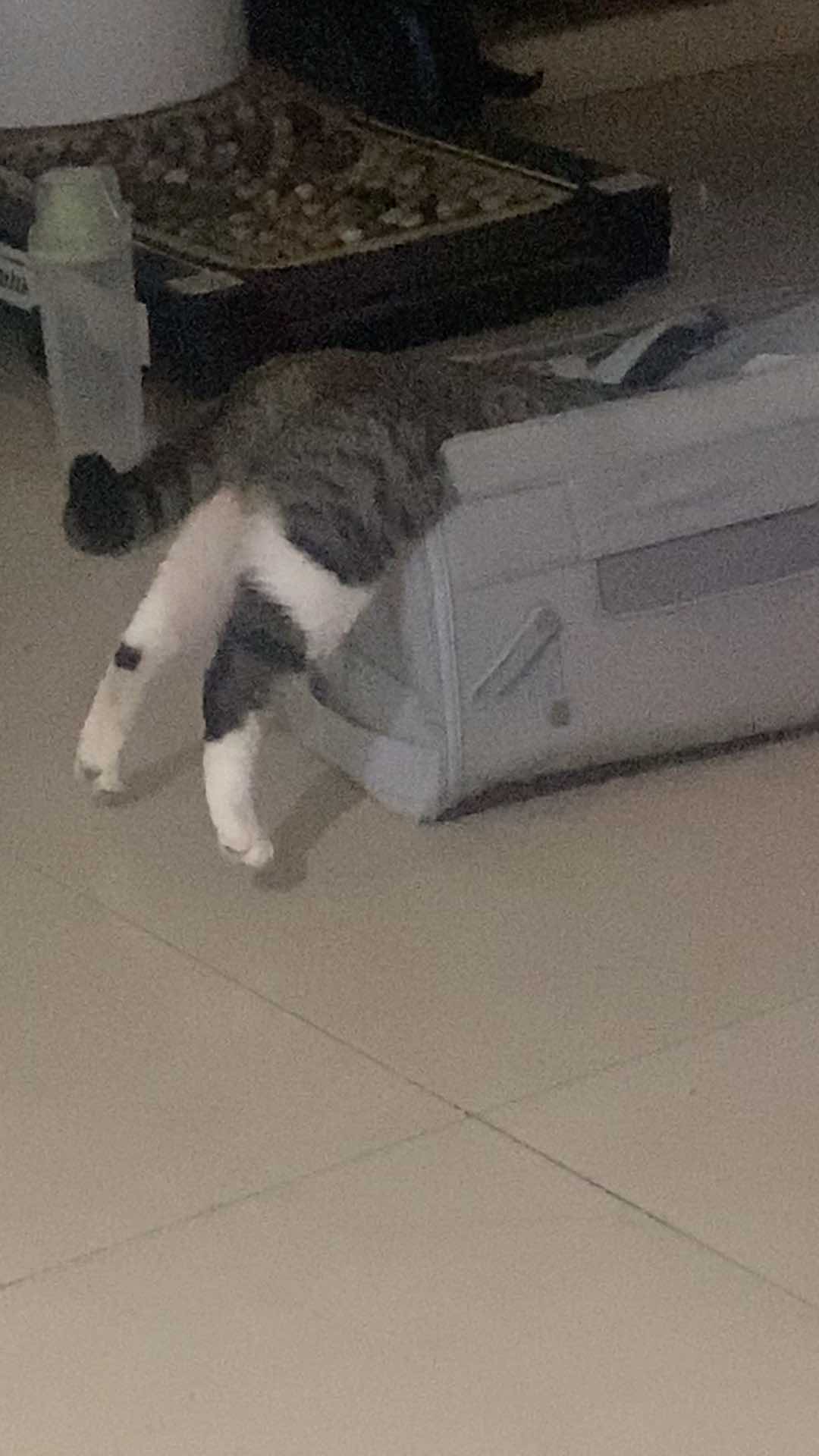 Sac de Transport Souple pour Animaux de Compagnie Approuvé par les Compagnies Aériennes au Meilleur Prix, Couleur Personnalisée, Logo, Pliable, Portable, Sac de Voyage, Polyester Solide, Fermeture Éclair