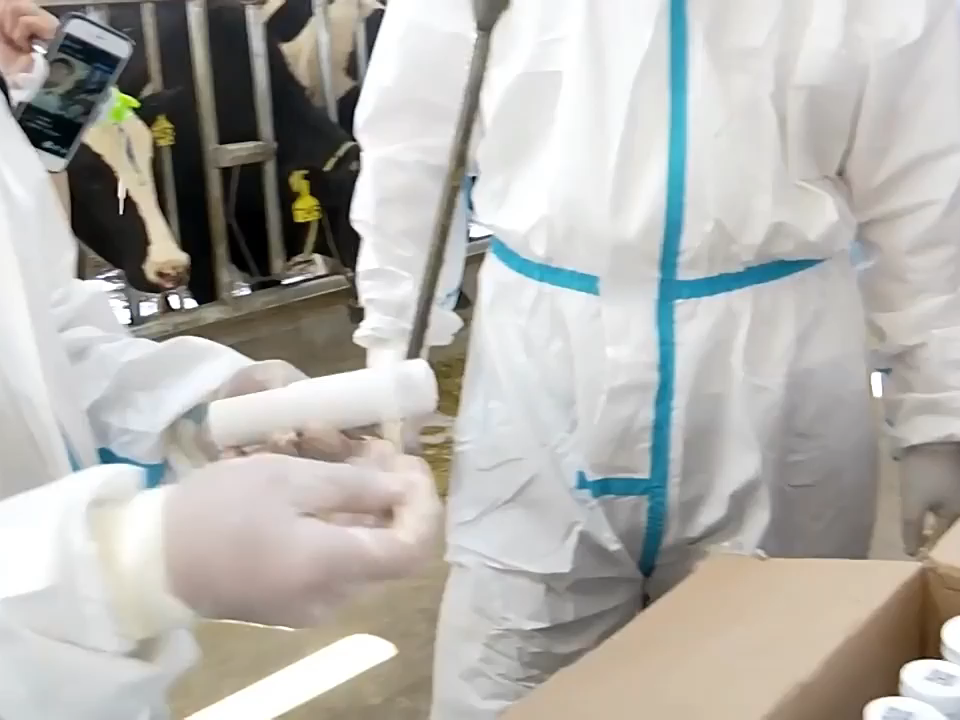 Cápsula ruminal inteligente para ovejas de granja, cápsula biológica de IA, monitoreo en tiempo real del estro, monitoreo del estado de salud del embarazo